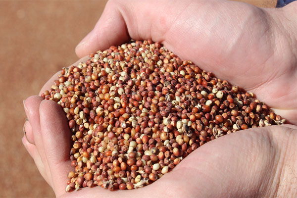 Sorghum seeds